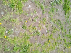Hypochaeris sessiliflora