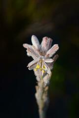 Trachyandra hirsutiflora