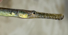 Syngnathidae