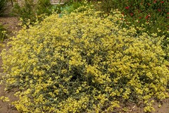 Helichrysum petiolare