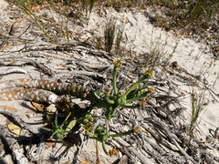 Euphorbia caput-medusae