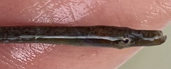 Syngnathidae