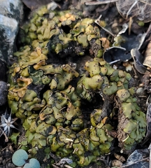 Placidium squamulosum