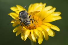 Megachile