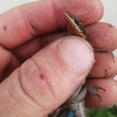 Trachylepis punctatissima