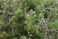 Felicia filifolia