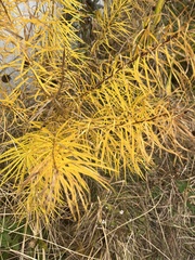 Amsonia hubrichtii