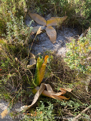 Brunsvigia orientalis