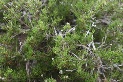 Felicia filifolia