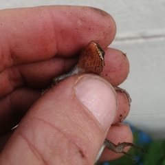 Trachylepis punctatissima