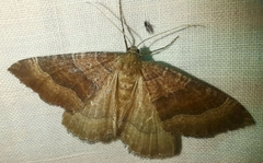Larentia clavaria