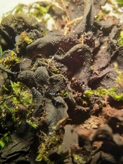 Lathagrium auriforme