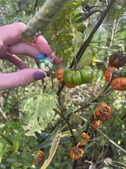 Solanum aethiopicum