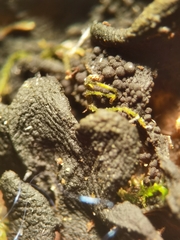 Lathagrium auriforme