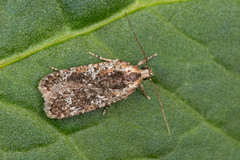 Agonopterix hypericella