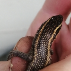 Trachylepis punctatissima