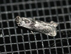 Sciota melanostyla