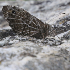Hipparchia autonoe