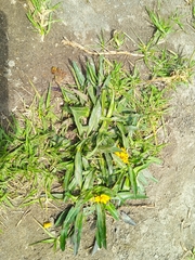 Hypochaeris sessiliflora