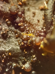 Lathagrium auriforme