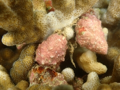 Drupella cornus