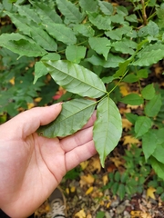 Wisteria sinensis