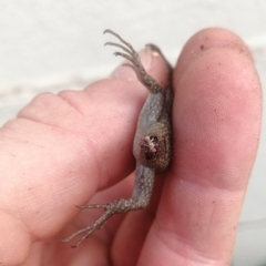 Trachylepis punctatissima