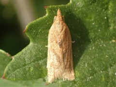 Clepsis coriacanus