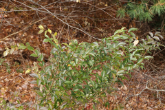 Ligustrum ovalifolium
