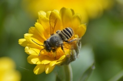 Megachile