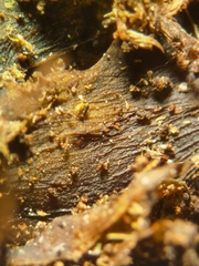 Lathagrium auriforme