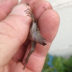 Trachylepis punctatissima