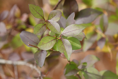 Ligustrum ovalifolium