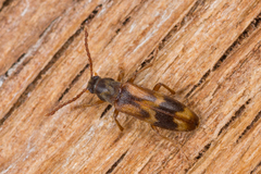 Hypulus quercinus