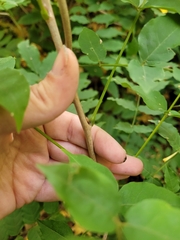 Wisteria sinensis