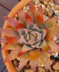 Aloe brevifolia