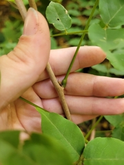 Wisteria sinensis