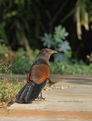 Centropus sinensis
