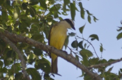 Pitangus sulphuratus