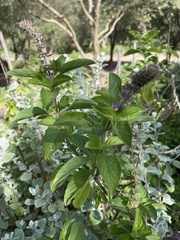 Ocimum