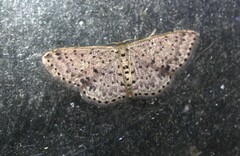 Idaea punctatissima