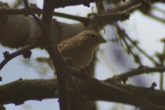 Ammodramus humeralis