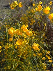 Senna aphylla