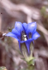 Gentiana clusii