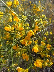 Senna aphylla
