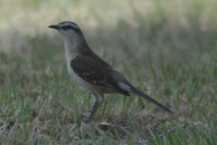 Mimus saturninus
