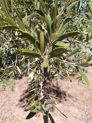Olea europaea