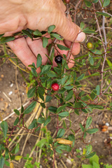 Rhoicissus tridentata