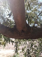 Olea europaea