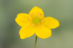 Anemonoides ranunculoides